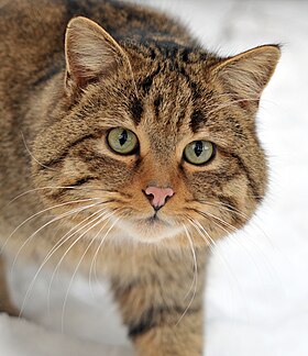 European wildcat