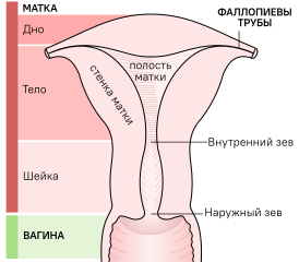 Грубая схема частей матки