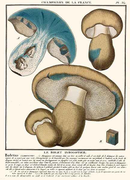 Файл:Gyroporus cyanescens bull.jpg