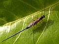 Самка Lissonota sp. (подсемейство Banchinae)