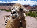 Llama en la Quebrada de Cafayate