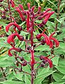 Lobelia tupa