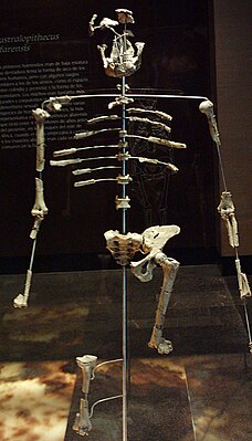 Australopithecus afarensis