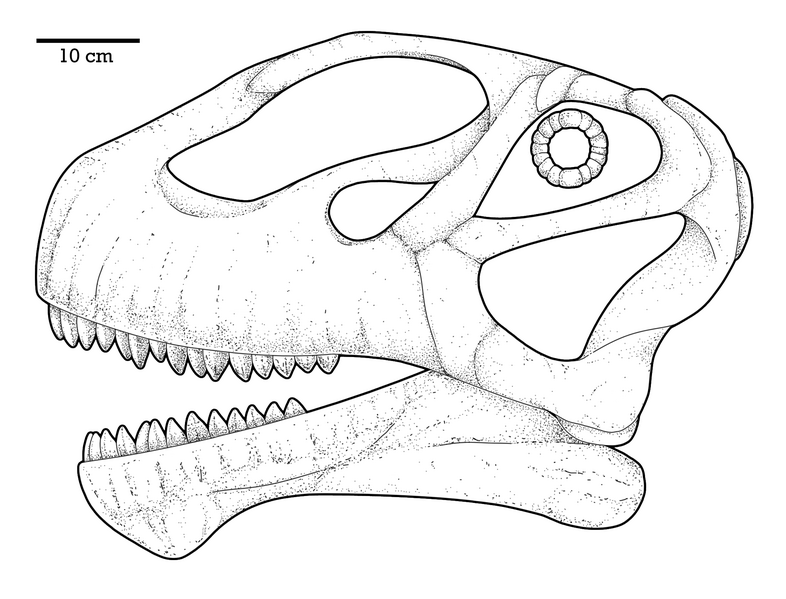 File:Mierasaurus Skull.png