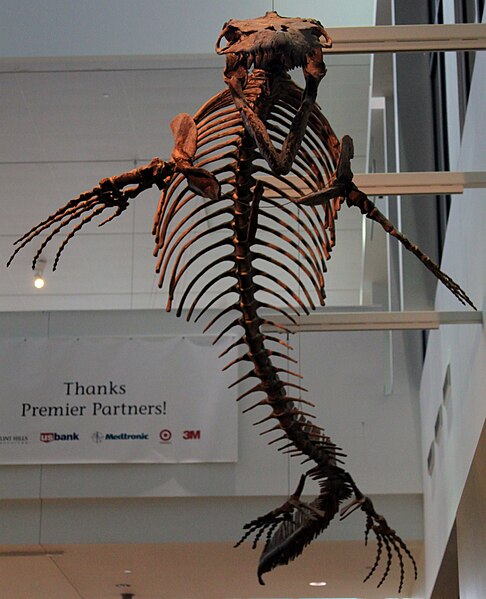 File:Mosasaurus conodon.jpg