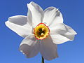 Image 33Grandalla flower, the national symbol (from Andorra)