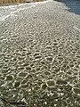 Pancake ice formed by alternating above/below freezing temperatures and wave action at the mouth of the Winooski river, Burlington, Vermont