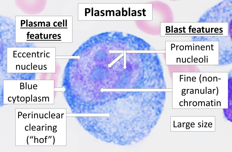 File:Plasmablast, Wright stain.png