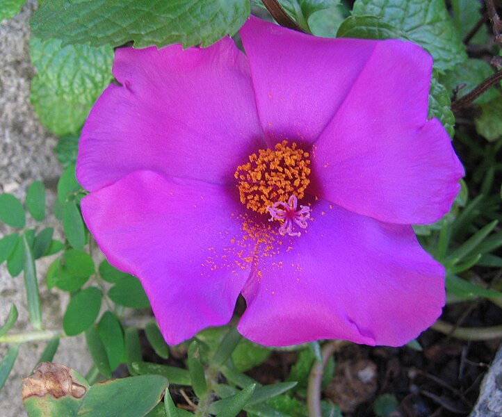 File:Portulaca.jpg