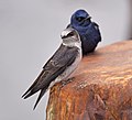 Purple Martins