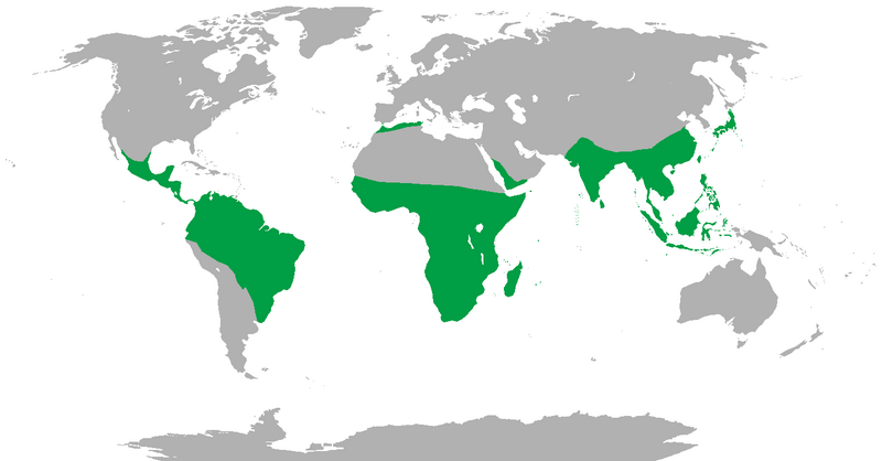 Файл:Range of Non-human Primates.png