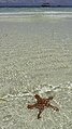 Red-knobbed starfish on the beach in Nungwi, northern Zanzibar