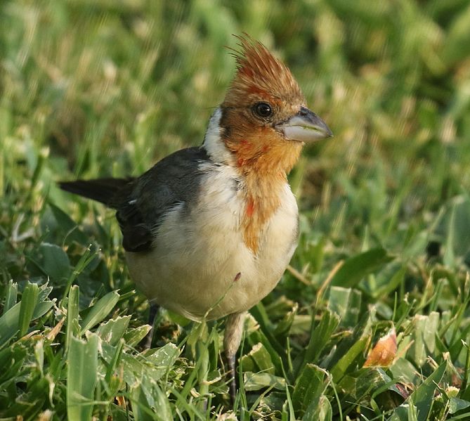 File:Red-crested Cardinal.jpg