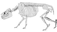 Rhynchippus (Toxodontia, Notohippidae)