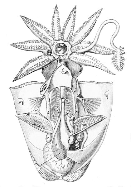 File:Sepia officinalis dissected.jpg