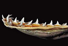 Lower teeth