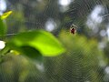 Closeup of spiral orb web