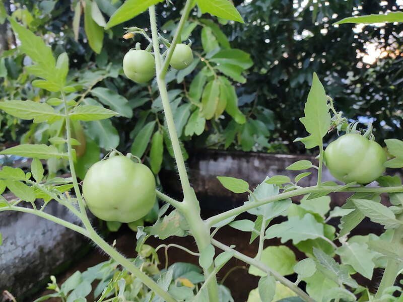 File:Tomato2.jpg