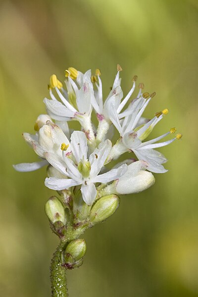 File:Triantha occidentalis.jpg