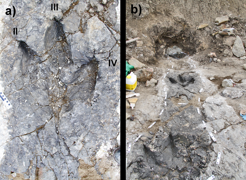 Файл:Tyrannosaurid trackway.png