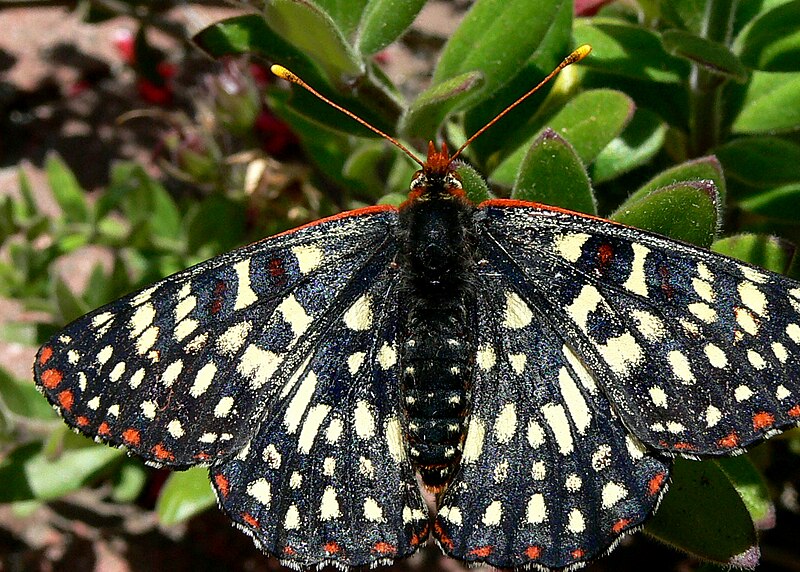 File:Variable Checkerspot Butterfly.jpg