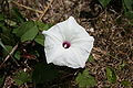 Wild Potato-vine, Ipomoea pandurata