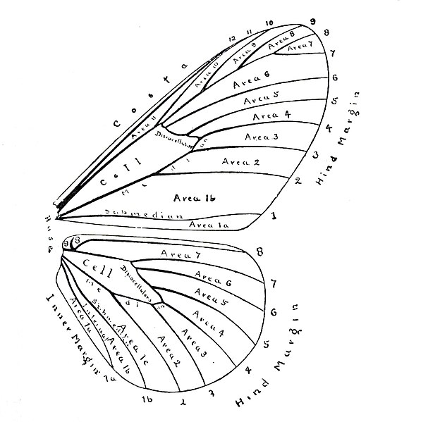 File:AcraeaWingVenationEltringham.jpg