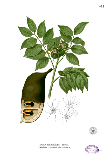 Archivo:Afzelia rhomboidea Blanco2.281.png