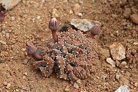 Aloinopsis luckhoffii в своей естественной среде обитания. Заповедник Гегап, Северо-Капская провинция ЮАР