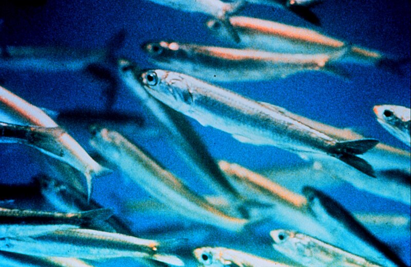 File:Anchovy closeup.jpg