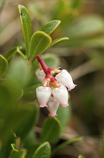 Файл:Arctostaphylos uva-ursi LC0146.jpg