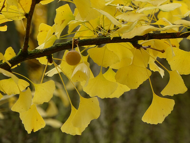 File:BE gingko fruit.JPG