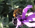 Bee with pollen load on lavender, south east coast of Australia