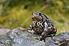 A black and white patterned toad sits on a log