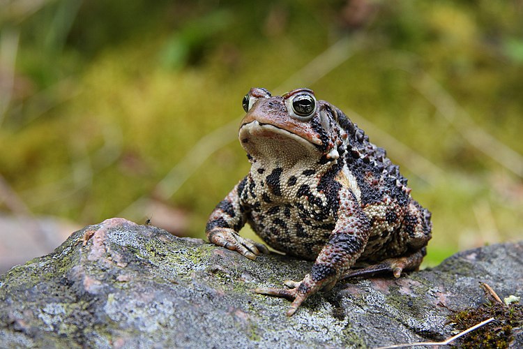 Американская жаба (Bufo americanus)