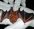 Thumbnail for Eastern red bat