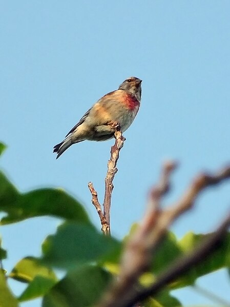 Файл:Carduelis cannabina (male).JPG