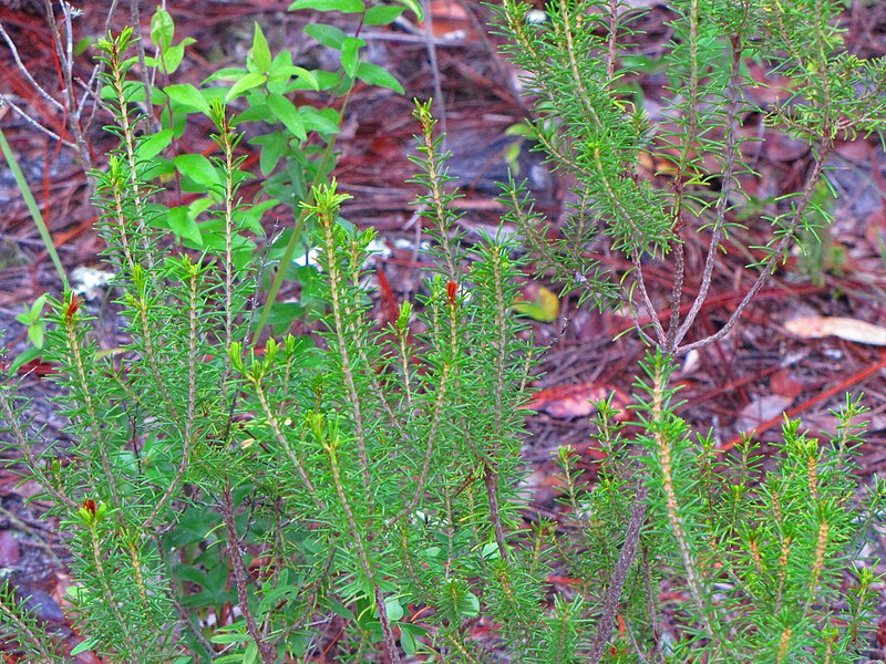 Archivo:Ceratiola ericoides foliage.jpg