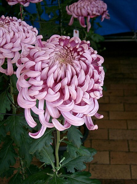 File:Chrysanthemum morifolium cv2.jpg