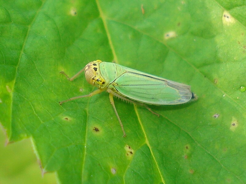 Файл:Cicadella viridis 01.JPG