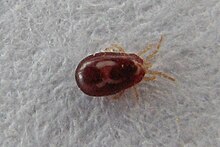 Parasitic mite