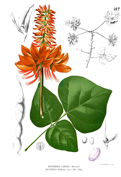 File:Erythrina variegata Blanco1.217.png