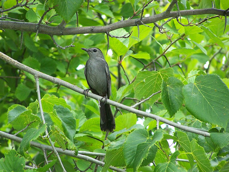 File:GrayCatbird17.jpg