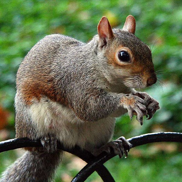 File:Greysquirrelcloseup.jpg