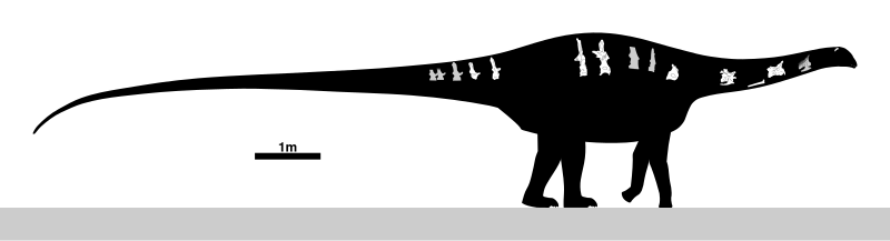 File:Katepensaurus Skeletal.svg