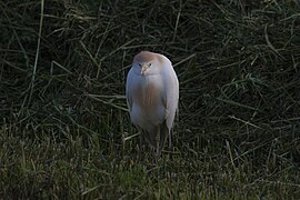 Heron photographed inside the Park.