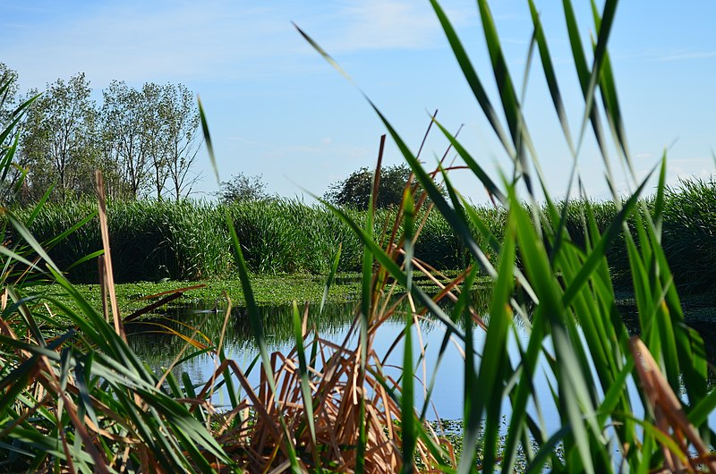 Archivo:LagunaDeRochaPorAySA.jpg