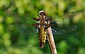 Самка Libellula depressa