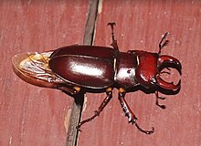 Male Lucanus capreolus stag beetle