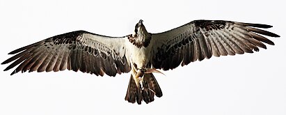 Australasian osprey (P. h. cristatus)